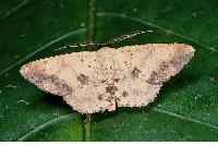 物種:Lophobates inchoata 攝影:吳士緯